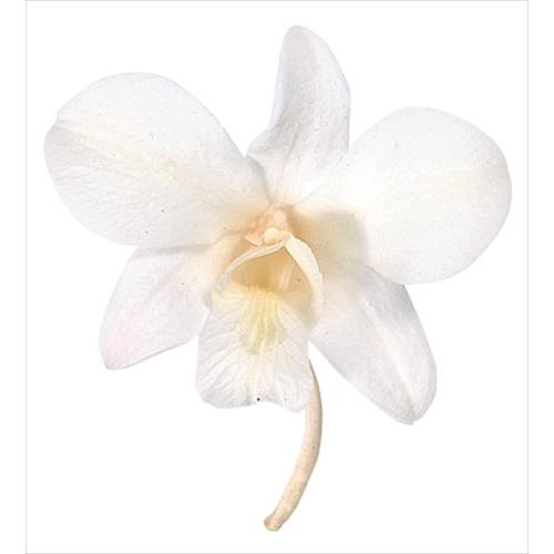 上等な プリザーブド 大地農園 デンファレ 8輪 ピュアホワイト 010 た行 ソニア Microsoftwaypoint Com