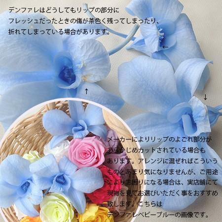 即日 プリザーブド 大地農園 デンファレ 8輪 ピンク 100 た行 デンファレ ソニア 034 はなどんやアソシエ 通販 Yahoo ショッピング