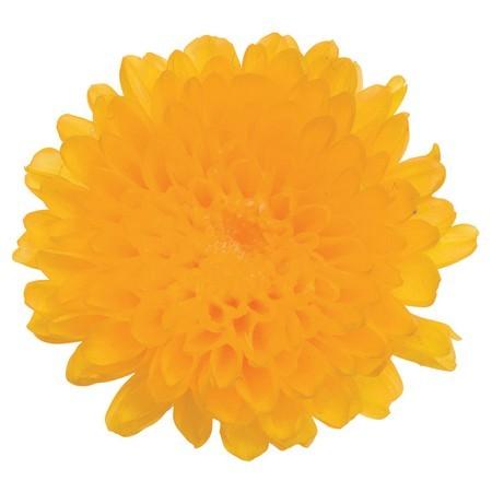 プリザーブド 大地農園 小菊 12輪 イエロー 03680-500 プリザーブド 