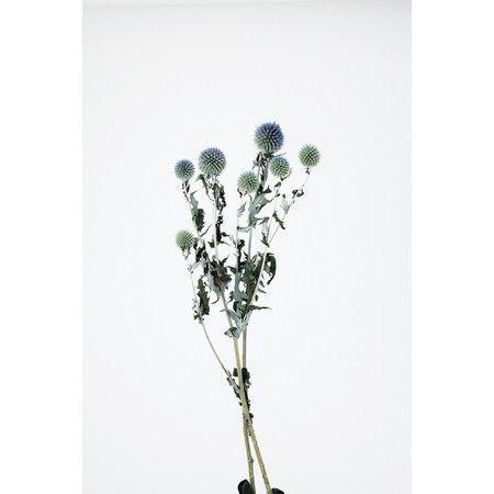 即日 ドライ 大地農園 ルリ玉アザミ 約6輪 ｎ 000 ドライフラワー花材 その他ドライフラワー 034 はなどんやアソシエ 通販 Yahoo ショッピング