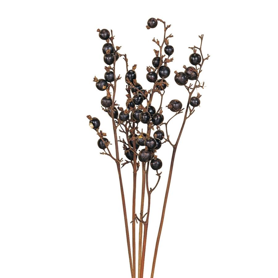 ドライ 大地農園 ブラックベリー 約5本 N 22060-000 ドライ実物