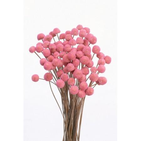 ドライ 大地農園 ボタンフラワー 22g キャンディーピンク 30160-120
