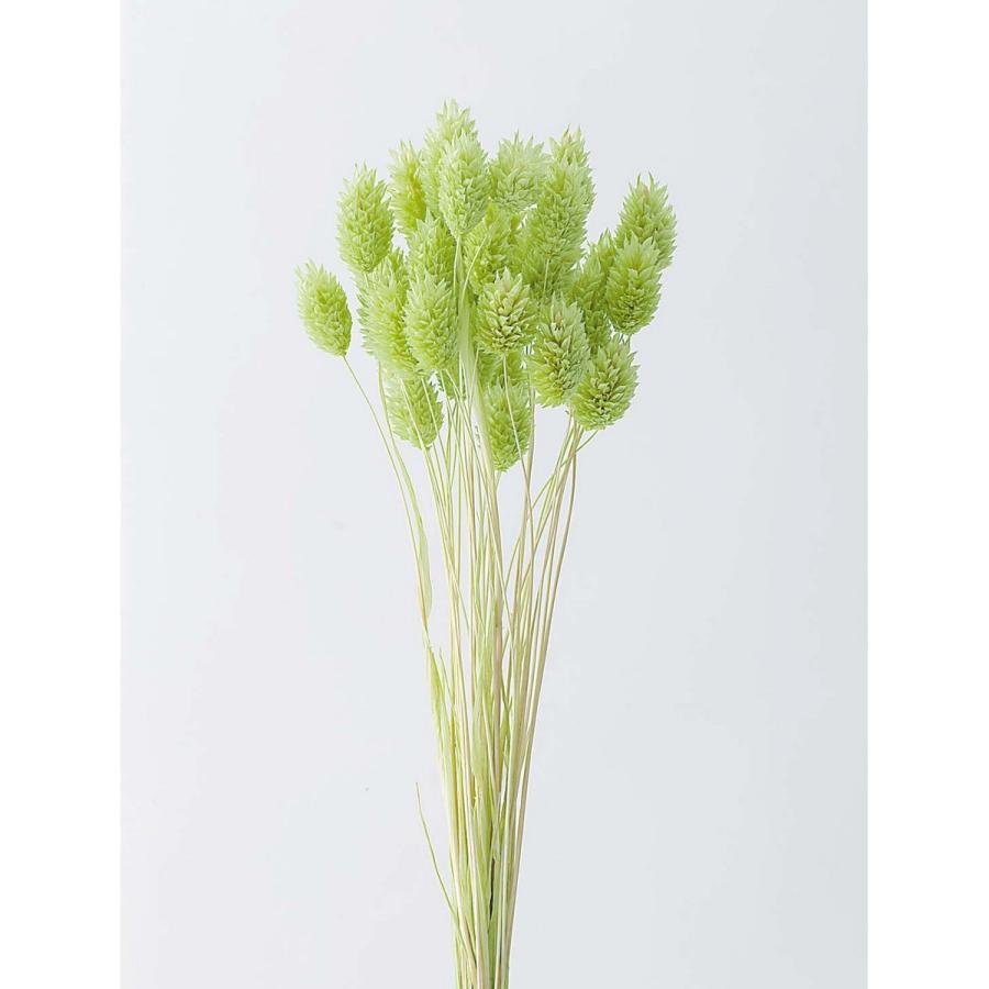 通販激安 ドライ 大地農園 ポアプランツ １５ｇ マスカットグリーン 4 741 ドライフラワー花材 Sooperchef Pk