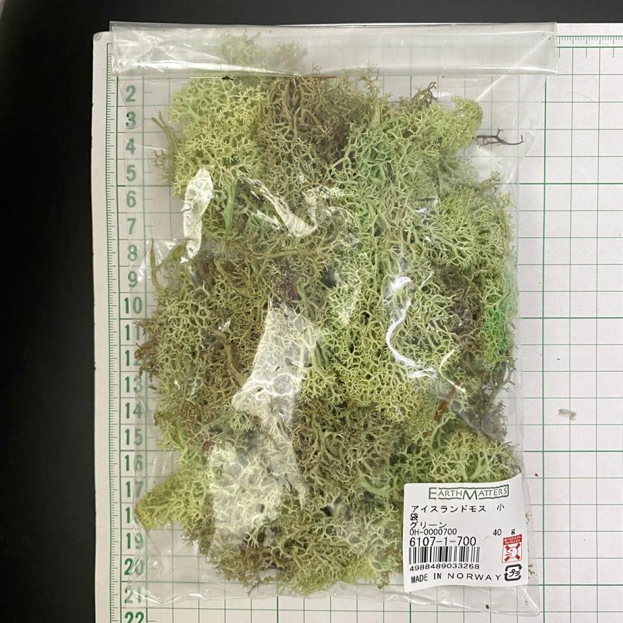 プリザーブド 大地農園 アイスランドモス 小袋 40g グリーン 61071 