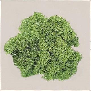 プリザーブド 大地農園 アイスランドモス 大袋 500g スプリング