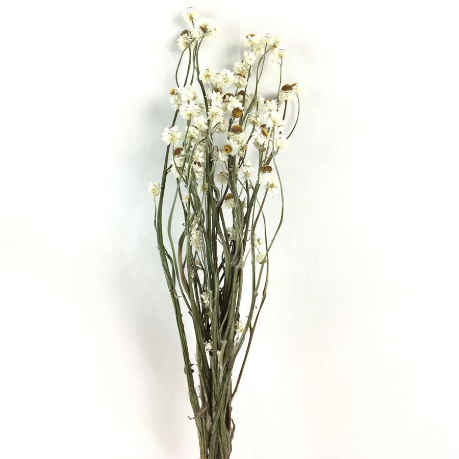 ドライ 大地農園 アンモビューム 約25g ｎ 000 ドライフラワー花材 アンモビューム 034 はなどんやアソシエ 通販 Yahoo ショッピング