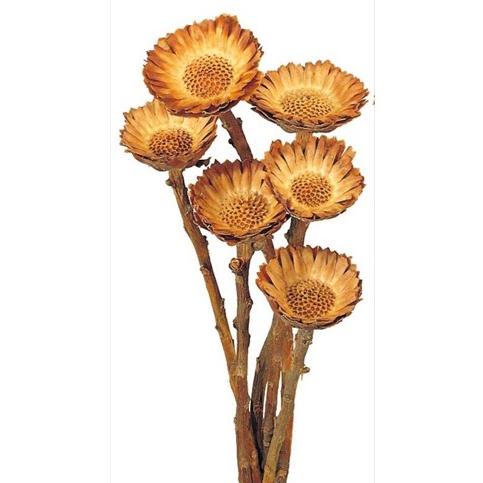 ドライ 大地農園 コンパクター 6本 ｎ 000 ドライフラワー花材 その他ドライフラワー 034 015 はなどんやアソシエ 通販 Yahoo ショッピング