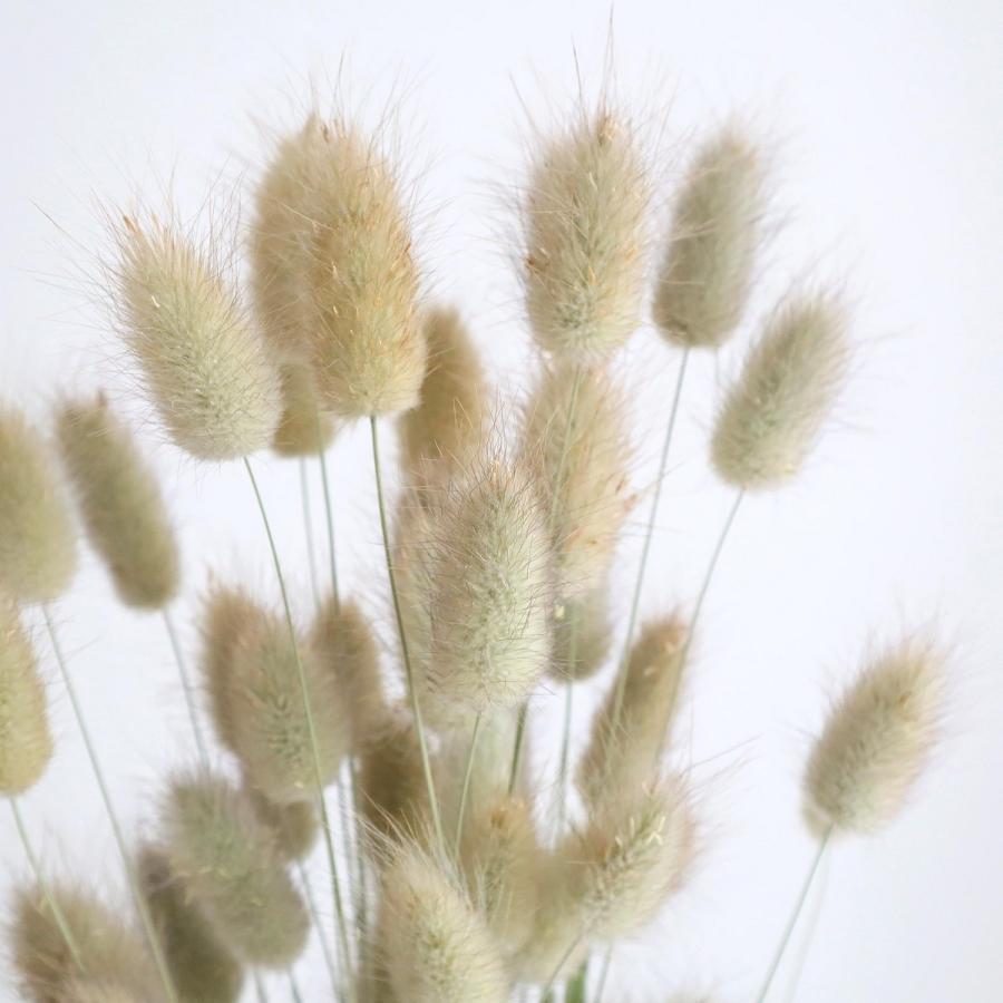 ドライ 大地農園 ラグラス 約20g NG 42050-020 ドライフラワー花材