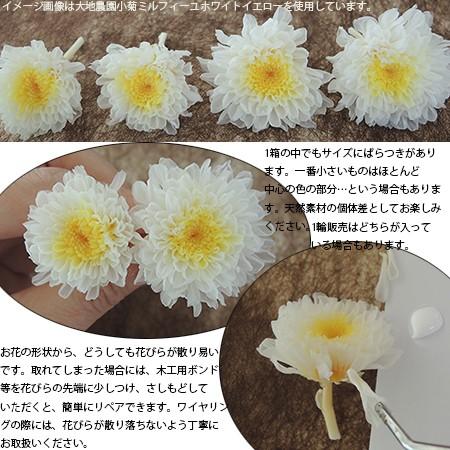 プリザーブド 大地農園 小菊 ミルフィーユ 12輪 ホワイトイエロー 