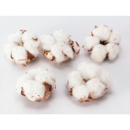 ドライ 大地農園 ワタの実 18 Off ワタ入り 5個 ｎ 綿 223 000 ドライ枝物 コットンフラワー