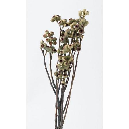 春夏新作 即日 ドライ 大地農園 アンバーナッツ 約5本 ｎ 402 000