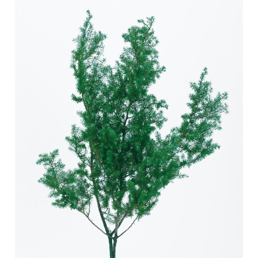 プリザーブド 大地農園 ヒムロスギ 120g フレッシュグリーン 01320-730