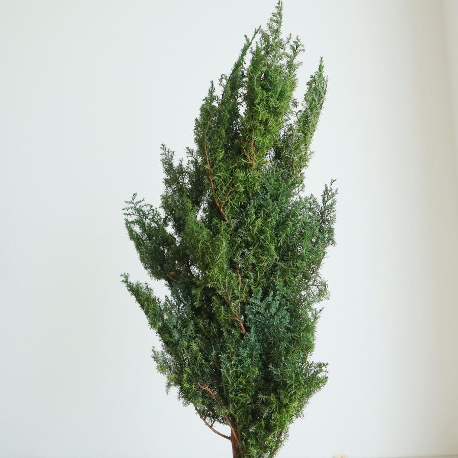 プリザーブド 大地農園 ヒムロスギ 120g フレッシュグリーン 01320-730