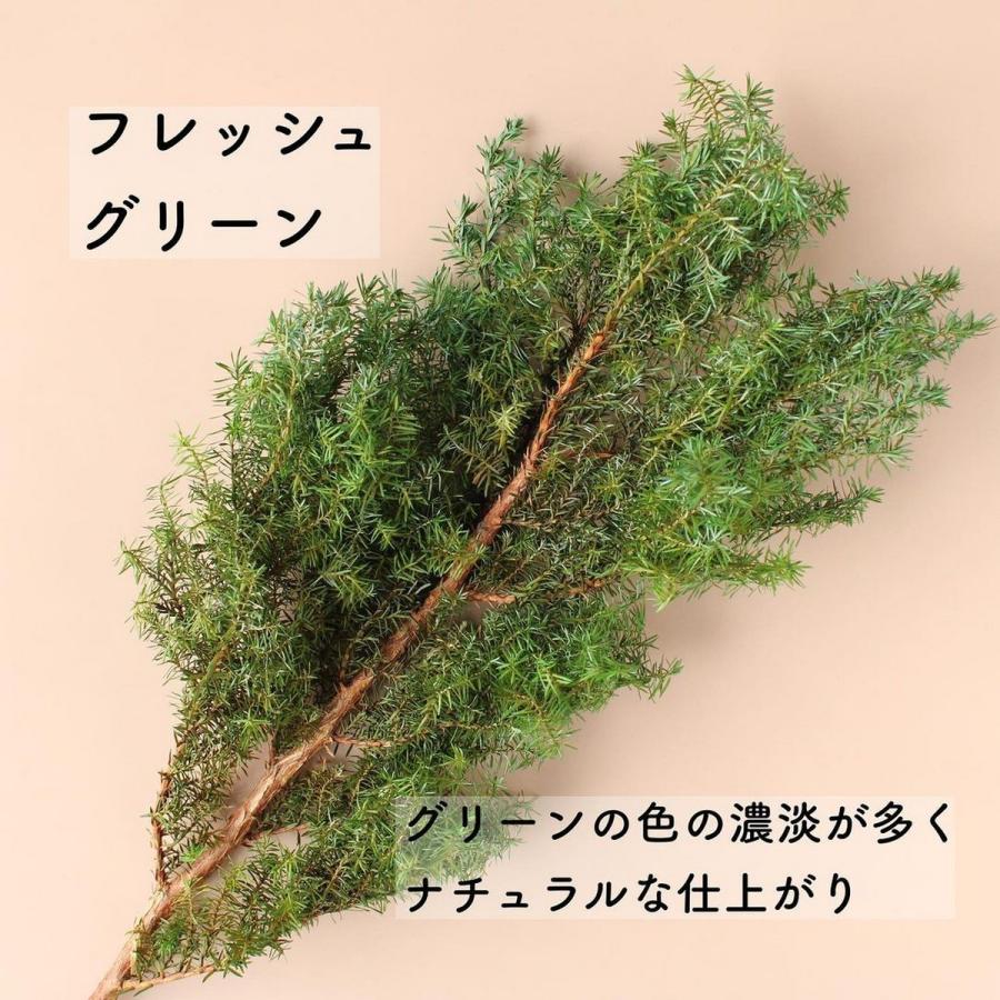 プリザーブド 大地農園 ヒムロスギ 120g フレッシュグリーン 01320-730