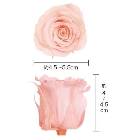 プリザーブド 大地農園 ローズ かのん L 8輪 シャーベットピンク 