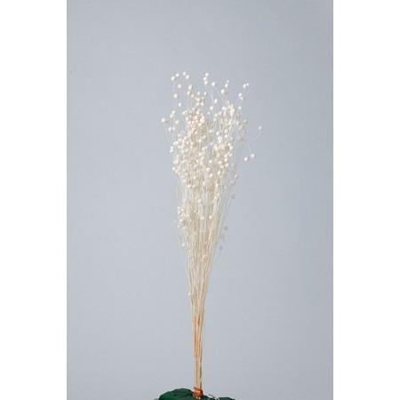 ドライ 大地農園 リンフラワー 25g 白 35010-011 ドライフラワー花材