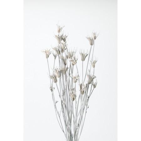 即日 ドライ 大地農園 ニゲラオリエンタリス 約30ｇ ウオッシュホワイト 012 ドライフラワー花材 ニゲラ 034 はなどんやアソシエ 通販 Yahoo ショッピング