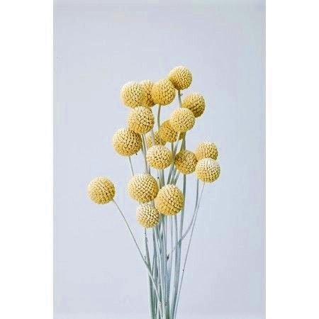 ドライ 大地農園 ビリーボタン サイズミックス 約10 15本 ウオッシュホワイト 012 ドライフラワー花材 ボタンフラワー 034 はなどんやアソシエ 通販 Yahoo ショッピング