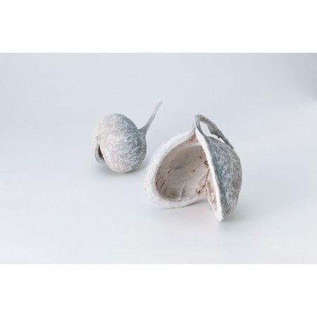 ブッダナッツ 割引有 16個セット L ウォッシュホワイト 大地農園 ブッダナッツ 割引有 16個セット L ウォッシュホワイト 大地農園