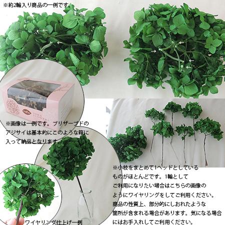 プリザーブド 大地農園 ピラミッドアジサイ ヘッド 約2輪 ブルー