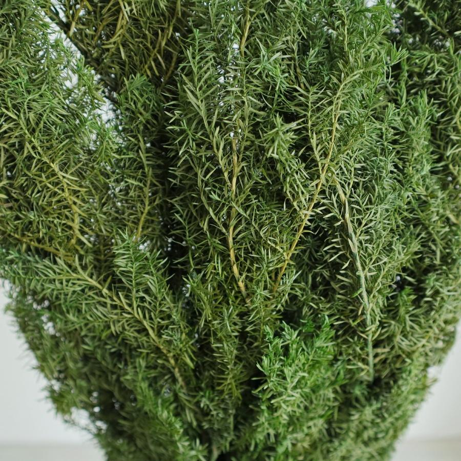 プリザーブド 大地農園 ヒムロスギ 約150g フォレストグリーン 01322