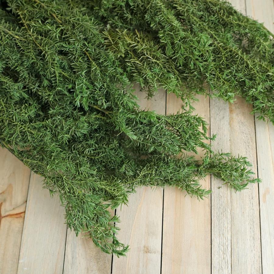 プリザーブド 大地農園 ヒムロスギ 約150g フォレストグリーン 01322