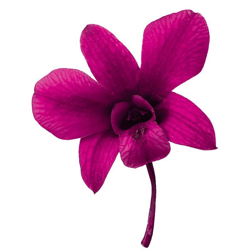 プリザーブド 大地農園 デンファレ カーニバルルージュ 8輪 272 た行 デンファレ ソニア 034 はなどんやアソシエ 通販 Yahoo ショッピング