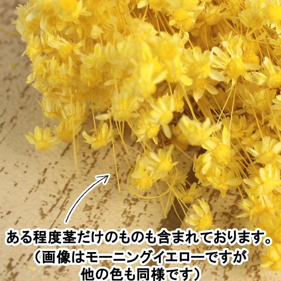 ドライ 大地農園 スターフラワー ミニ ストロベリー 12g 30194-221 ドライフラワー花材 スターフラワー|hanadonya|02