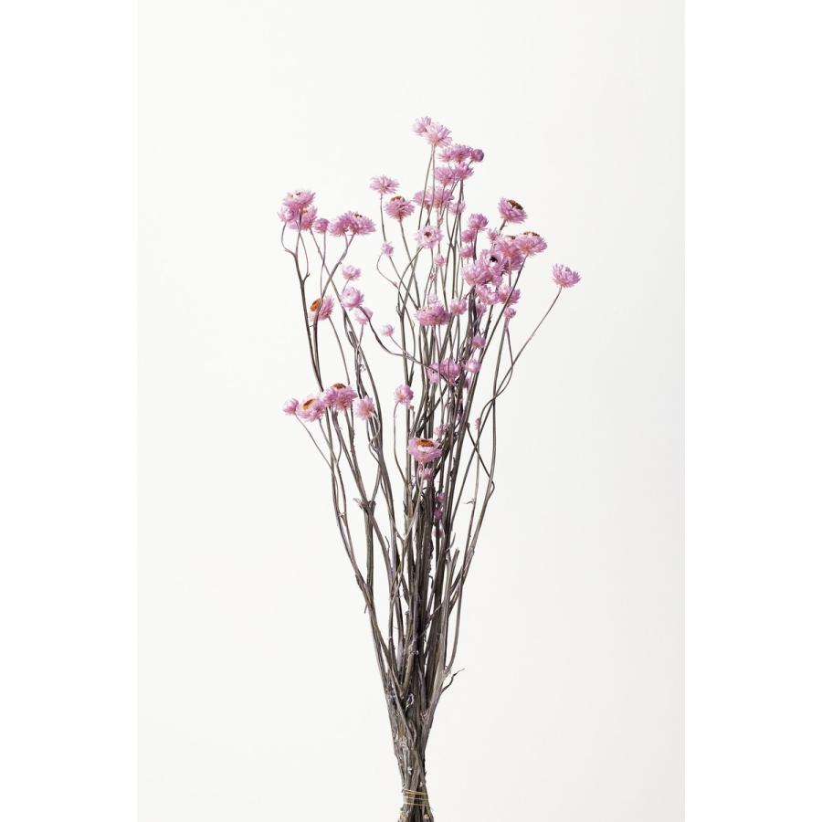 ドライ 大地農園 アンモビューム 約25ｇ ピンク 100 ドライフラワー花材 アンモビューム 034 はなどんやアソシエ 通販 Yahoo ショッピング