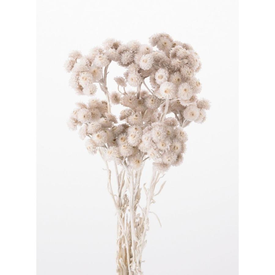 ドライ 大地農園 イモーテル 約15ｇ パールグレー 352 871 ドライフラワー花材 その他ドライフラワー 034 023 はなどんや アソシエ 通販 Yahoo ショッピング