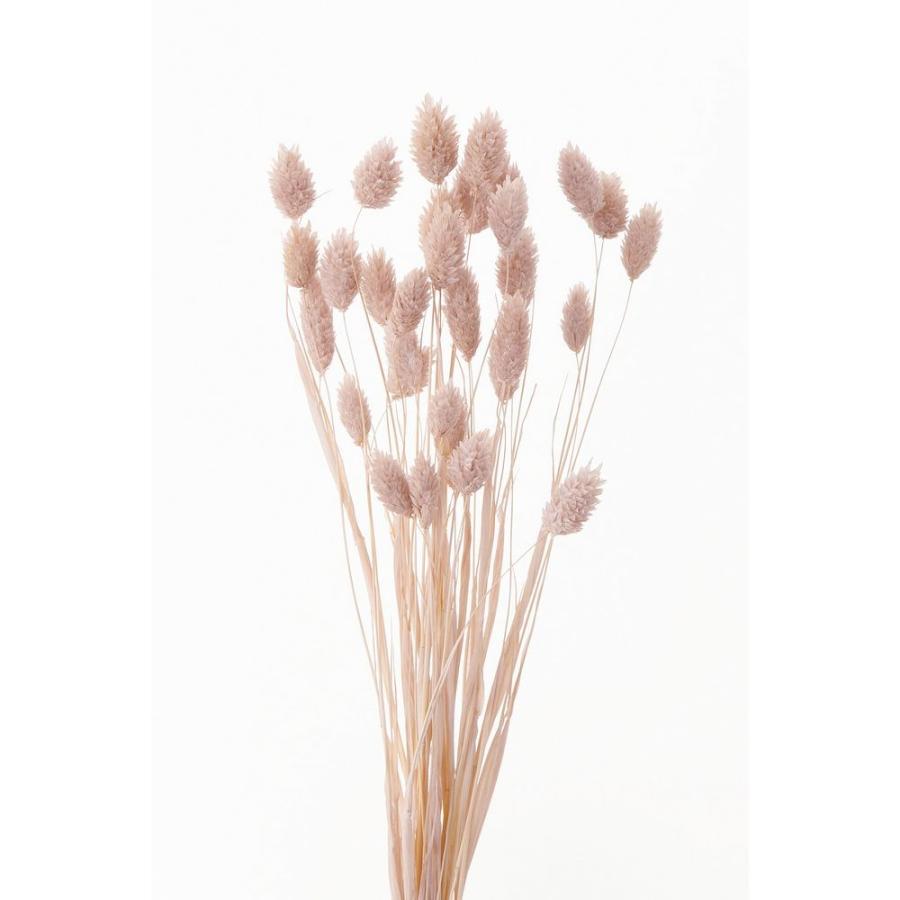 即日 ドライ 大地農園 ポアプランツ 15ｇ ピンクベージュ 4 081 ドライフラワー花材 ポアプランツ 034 024 はなどんやアソシエ 通販 Yahoo ショッピング