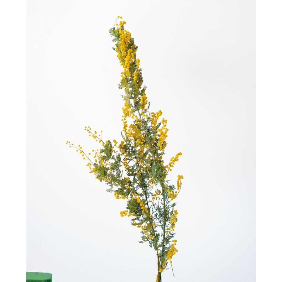 ドライ 大地農園 ミモザ Ｎ 10905-000 ドライフラワー花材 ミモザ