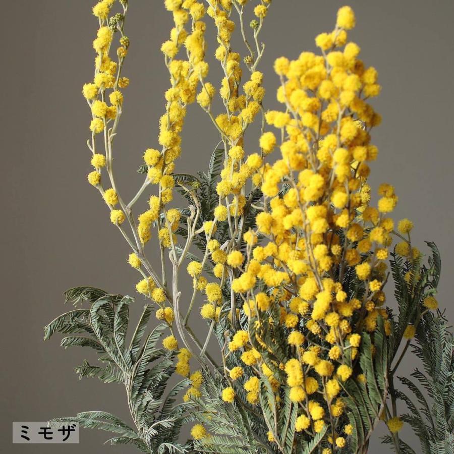 送料無料 一部地域を除く ドライ 大地農園 ミモザ ｎ 000 ドライフラワー花材 Wantannas Go Id
