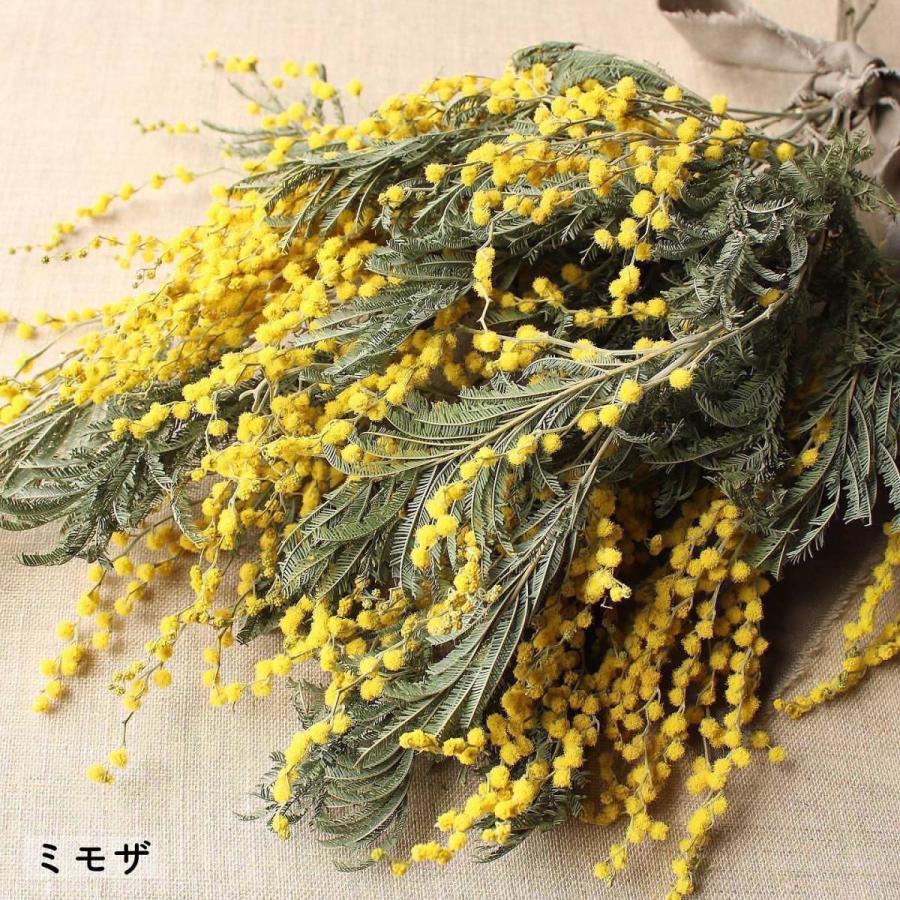 送料無料 一部地域を除く ドライ 大地農園 ミモザ ｎ 000 ドライフラワー花材 Wantannas Go Id