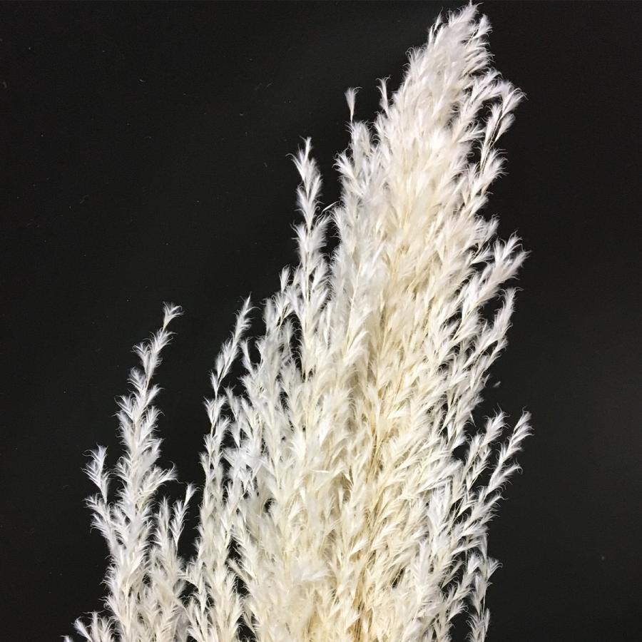 特価 ドライ 大地農園 フェザーパンパス 5本 ナチュラルホワイト 52250  