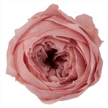 プリザーブド 大地農園 ローズ ココット 9輪 モーブピンク 02730-192