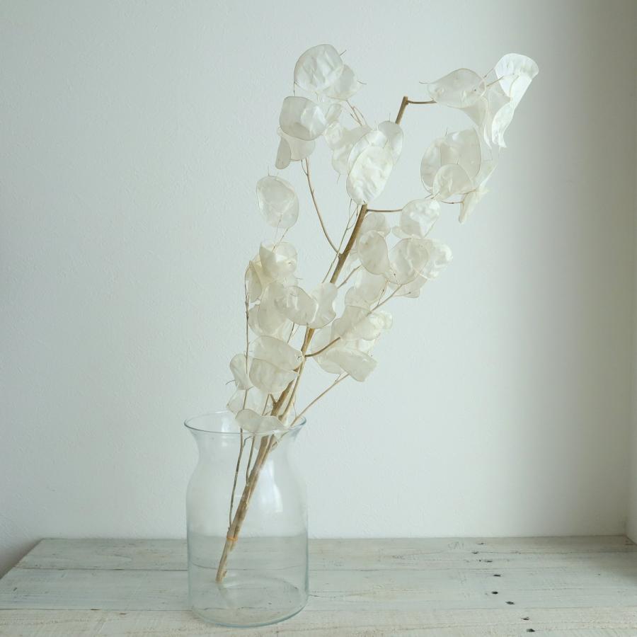 ルナリア　ドライフラワー 30073-011／ルナリア／白【ｶﾀﾛｸﾞ掲載外】(7/23入荷) | ドライ