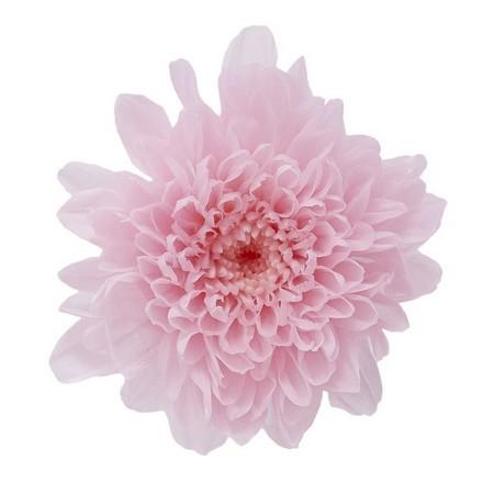 プリザーブド 大地農園 小菊 12輪 シャーベットピンク 03680-102 
