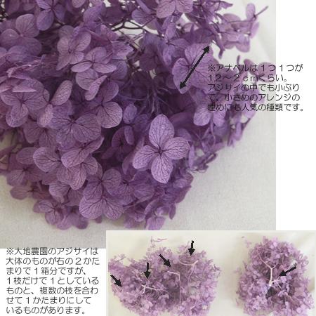 プリザーブド 大地農園 アナベル ヘッド 2輪 オレガノピンク