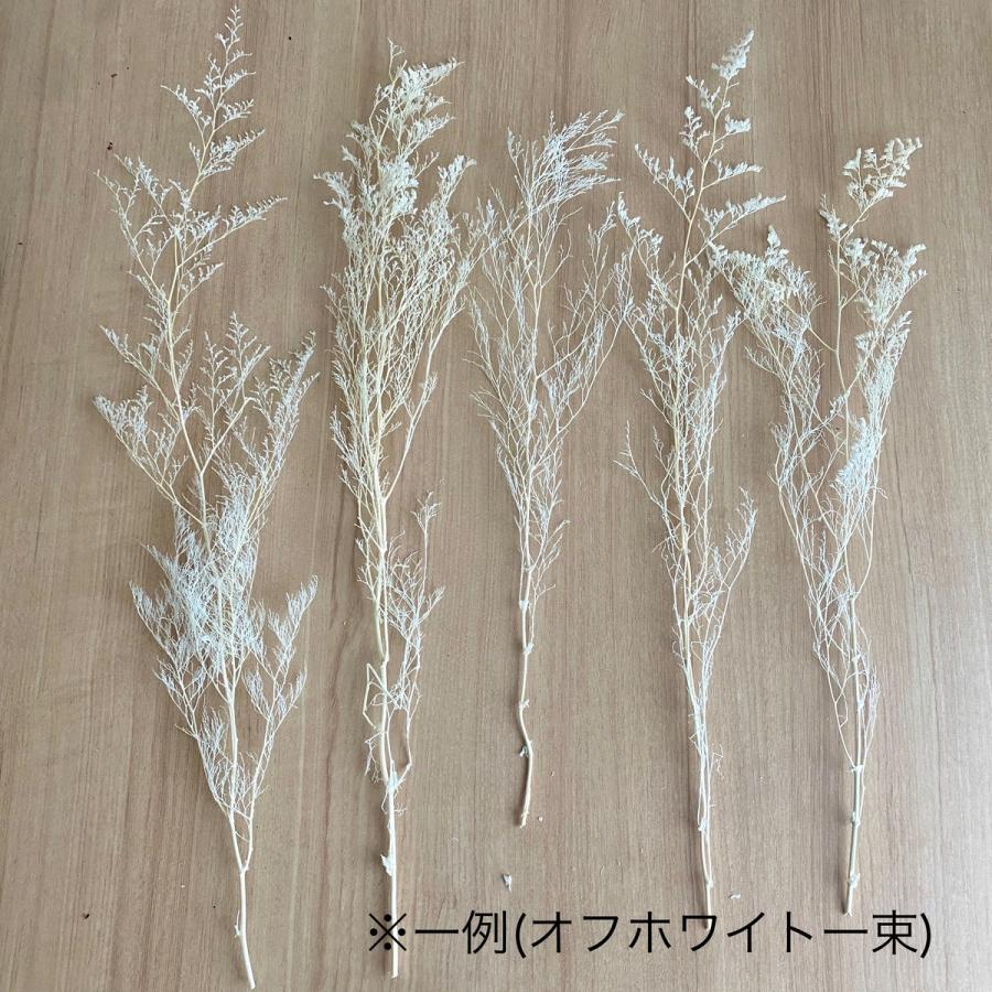 プリザーブド 大地農園 カスピア 約20g スプリンググリーン 03710-781 
