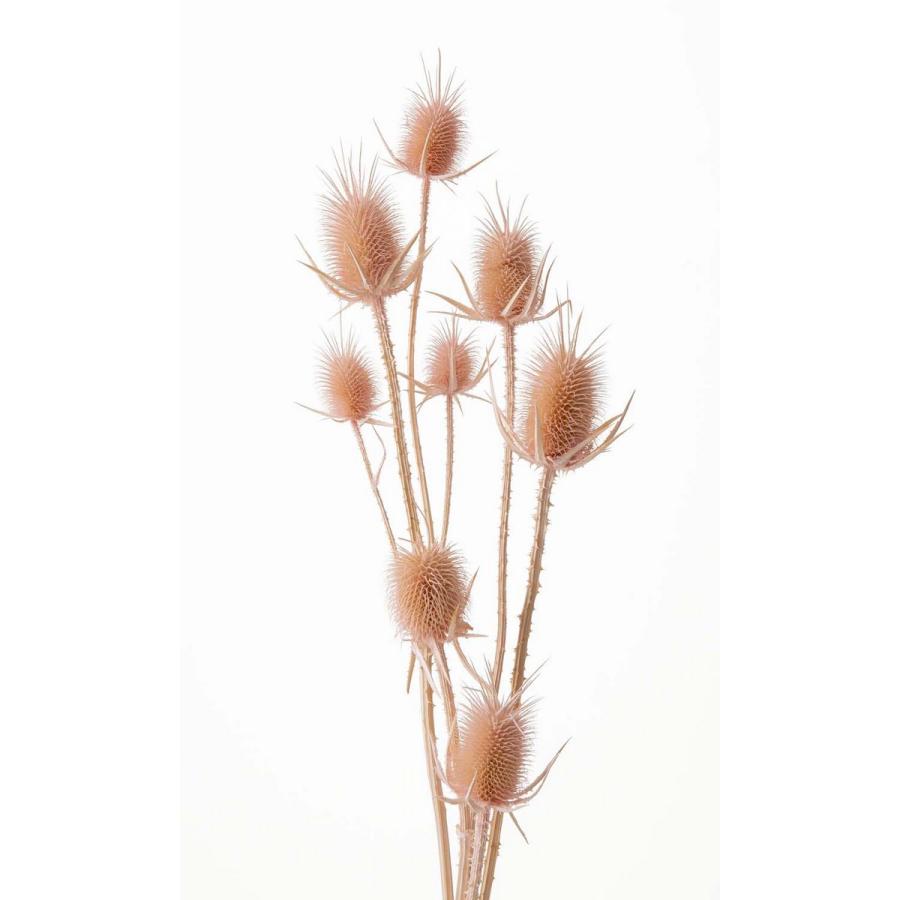 ドライ 大地農園 チーゼル 約6輪 クリスタルピンク 42250-111 ドライ