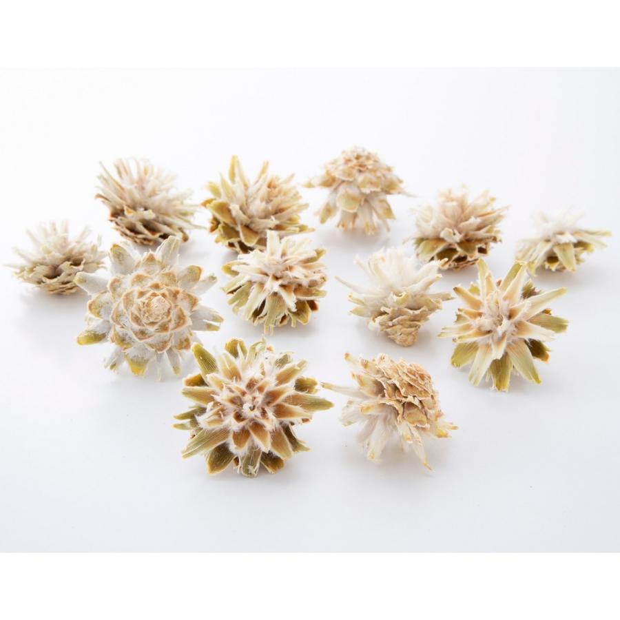 ドライ 大地農園 スターコーン ヘッド 6個 ナチュラルホワイト 24413