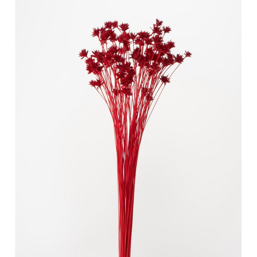 ドライ 大地農園 ミニコーンフラワー 23g レッド 30200-301 ドライ