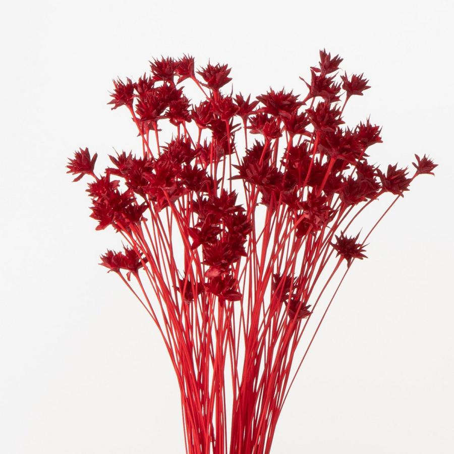 ドライ 大地農園 ミニコーンフラワー 23g レッド 30200-301 ドライ