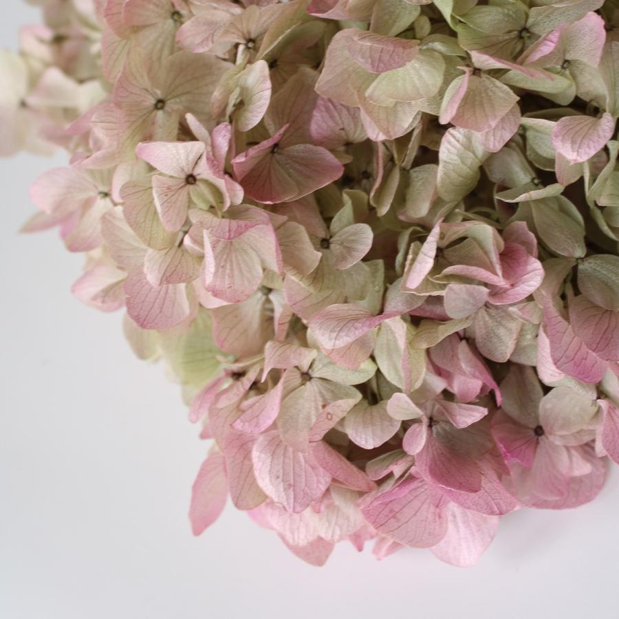 A7 プリザーブドフラワー　ゆめアジサイ　オレガノピンク　まとめ売り　大地農園 プリザーブド 大地農園 ゆめアジサイ ヘッド オレガノピンク 01900-171