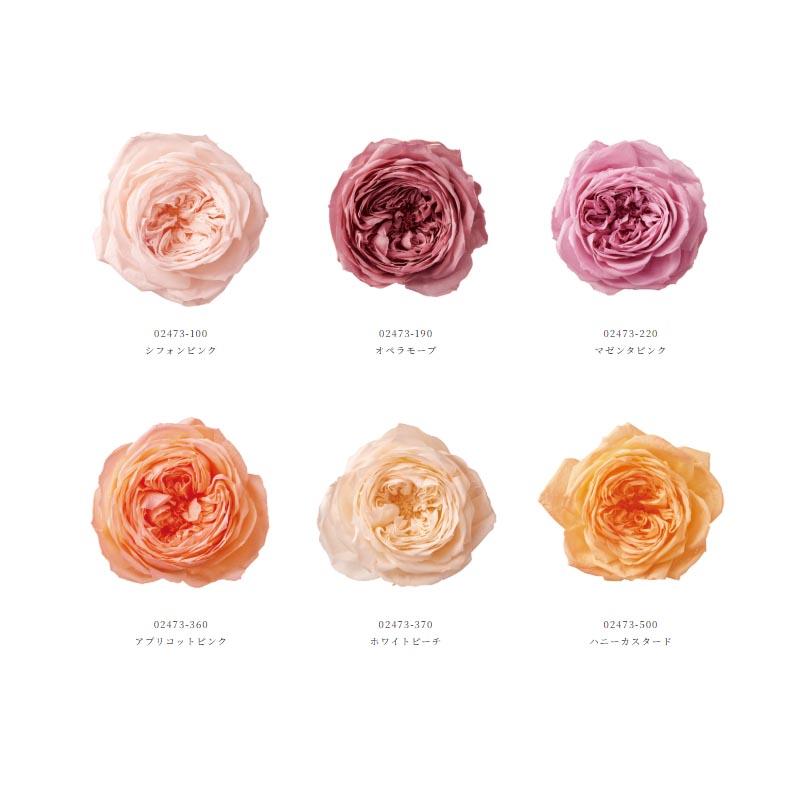 プリザーブド 大地農園 ローズ エレナ 6輪 ホワイトピーチ 02473-370