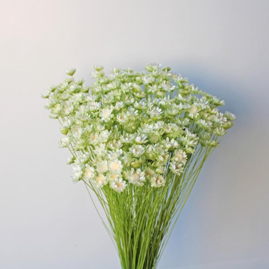 ドライ 大地農園 スターフラワー ブロッサム ツートン 約18g ホワイト  