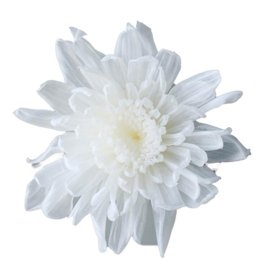 プリザーブドフラワー　花材　大地農園　ことね菊　4箱　まとめ売り　未開封品 Amazon｜大地農園 プリザーブドフラワー ことね菊 グリーン 約花径4.5
