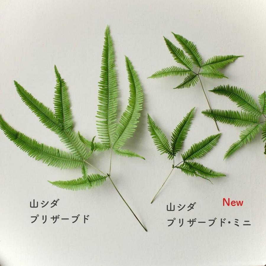 プリザーブド 大地農園 ミニ山シダ 5枚 グリーン 50298-700