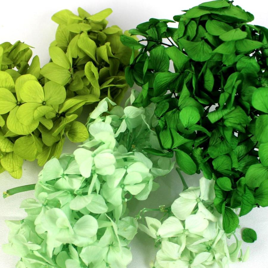 即日 プリザーブド フロールエバー アンデスアジサイ グリーン系3色 はなどんやオリジナルアソート あ行 あじさい 紫陽花 035 00096 はなどんやアソシエ 通販 Yahoo ショッピング